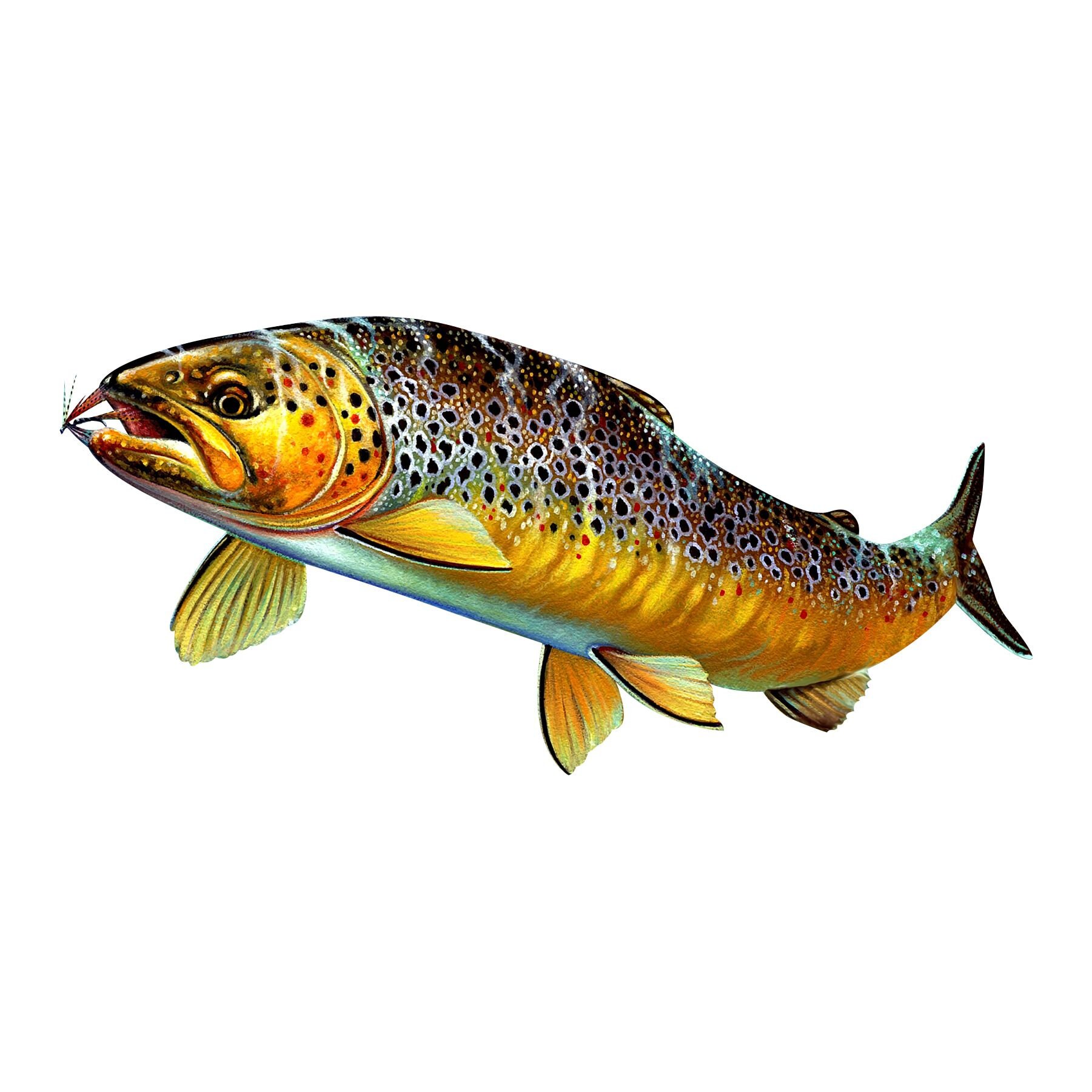 Brown Trout Decal Fishing Trout Decal Fisherman Decal Fish Etsy New