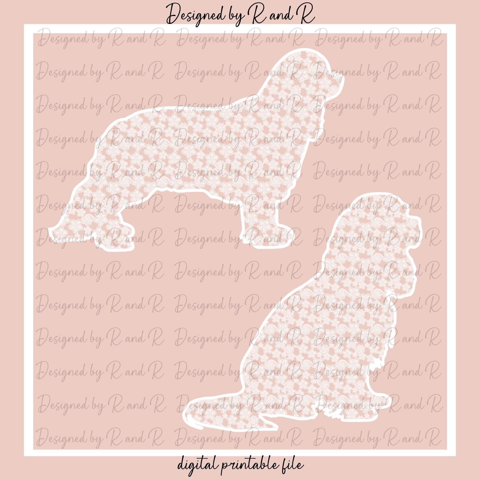 Lace Cavalier King Charles Spaniel PNG From Designed By R And R
