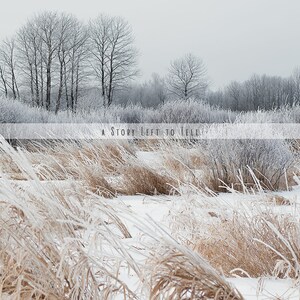 Frosty Winter Digital Background, Winter Woods Background, Frost Covered Trees Landscape Digital Backdrop, Snowy Background