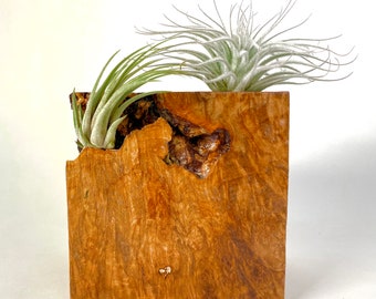 burl wood vase, air plant holder, one-of-a-kind wood planter, unique burl wood air plant holder air plants