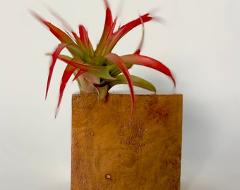 exotic wood planter, burl wood planter, air plant holder, one of a kind, Red Abdita air plant