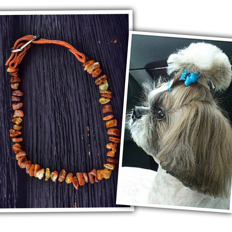 amber collar for ticks