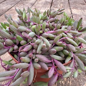 May include: A trailing succulent plant with elongated, plump, teardrop-shaped leaves in shades of dusty green and deep purple. The plant is potted in a round, terracotta-colored plastic container, with stems cascading over the sides.