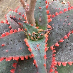 May include: A succulent plant featuring thick, dark green leaves with a textured surface. The edges of the leaves are lined with prominent, bright red, sharp-looking spines. A single, smooth, light brown stalk emerges from the center of the plant.