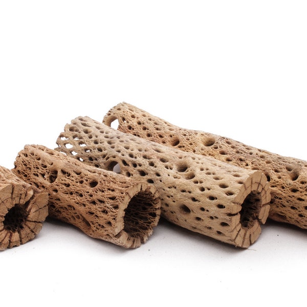 Cholla Wood - Pick Your Length - 1 to 48 Inches -Pressure Washed Teddy Bear Choya