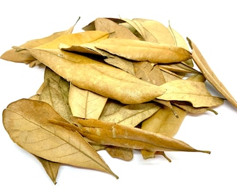 Live Oak Leaves for Hermit Crabs - Leaf Litter - Bioactive Terrarium