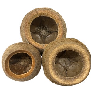 Sapucaia Pod - Affentopf - Einsiedlerkrebs Crabitat Tank Dekor Versteck - Moss Grube - Terrarium, Vivarium, Paludarium - natürliche Bereicherung