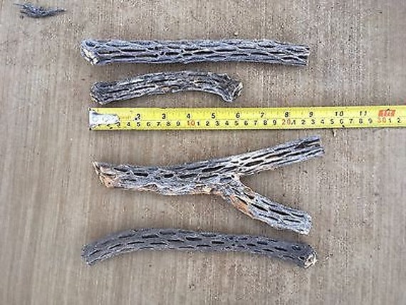 /"2/" TWO Pieces Unique 6-7/" inch Cholla Wood Cactus Organic