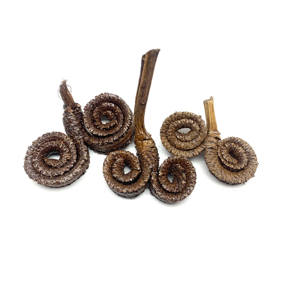 Natural Rams Head Seed Pods Seed Pod Decor Bioactive Etsy