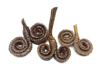 Natural Rams Head Seed Pods - Seed Pod Decor - Bioactive Terrarium - Isopods, Springtails