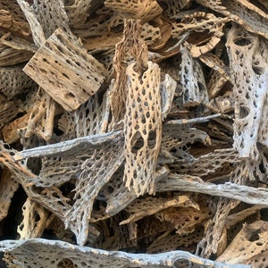 May include: A pile of light brown and gray cholla cactus wood pieces. The wood is naturally porous and has a unique, intricate pattern.