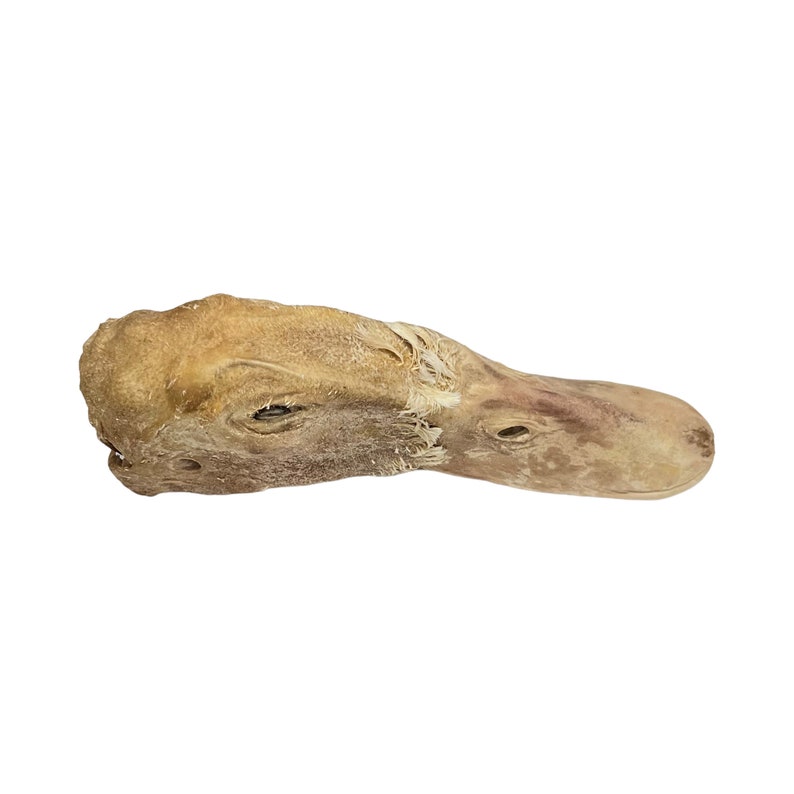 May include: Dried duck head with a light brown color and a slightly pink beak. The head is preserved and has a textured surface.