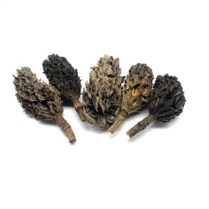 May include: Five dried magnolia flower pods in various shades of brown and gray. The pods are clustered together on a white background.
