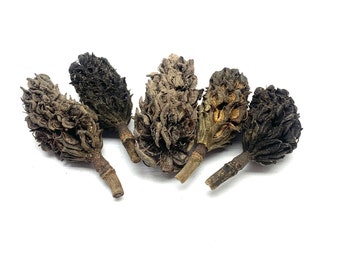 Magnolia Pods - Seed Pod Decor - Bioactive Terrarium - Isopods, Springtails