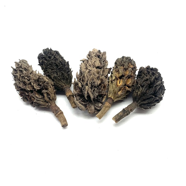 Magnolia Pods - Seed Pod Decor - Bioactive Terrarium - Isopods, Springtails