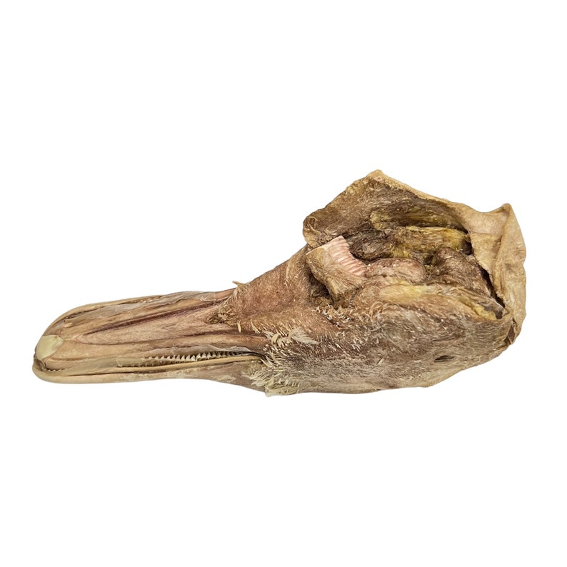 May include: Close-up of a preserved duck head with the beak open, showing the inside of the mouth and throat. The head is brown and has a light pink lining inside the mouth.