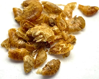 Gammarus Shrimp for Hermit Crabs - Chitin, Proteins - Pour N’ Go Food Tube ™