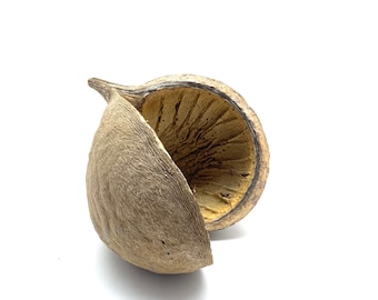 Buddha Seed Pod - Hermit Crab Crabitat Tank Decor Hide - Terrarium, Vivarium, Paludarium, Jarrarium - Natural Enrichment Climbing Toy