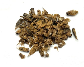 Dried Water Flies for Hermit Crabs - Protein -  Pour N’ Go Food Tube ™