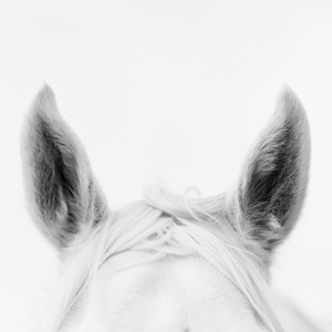 The Tangled Forelock/ Fine Art Print in Color or Black & White / Scandinavian Horse Art / Equestrian Home Decor / Equestrian Interior