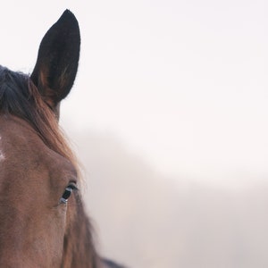 Bay Eye / Modern photograph / Scandinavian Horse Art / Horse Photo / Equestrian Home Decor