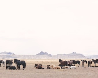 Een foto van wilde paarden in Utah/Scandinavische paardenkunst/paardenfoto/paardensport Home decor/paardensportstijl/