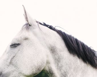 Unicorn Photograph "Sleepy Unicorn"/Gray Horse Photograph/Abstract Gray Horses/Modern Equestrian Decor/Horse Lifestyle/Hipster Horse Art