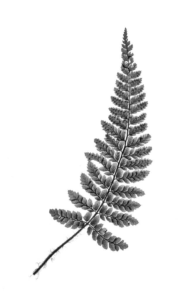 Fern leaf a black and white photographic print Monochrome Etsy