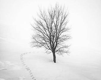 Photography, Solitary Tree, winter, snow, landscape, picture, Italy, canvas, metal
