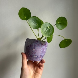 Puede incluir: Una pequeña planta de hojas redondas en una maceta de cerámica lavanda y blanca moteada. La maceta tiene un diseño geométrico. Las hojas verdes brillantes de la planta contrastan con los colores de la maceta. La planta se sostiene en una mano.