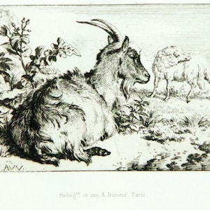 1880 Etching, Adrien van de Velde (1635 – 1672) Heliogravure,  The Goat, Matted, Framed, COA, Antique, Vintage, Provenance, Mint, Very Rare