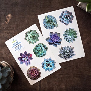 May include: Two sheets of stickers featuring 10 different succulent designs. The stickers are printed on white paper and have a glossy finish. The text on the sticker sheet reads "Pack of 10 Succulent Stickers".