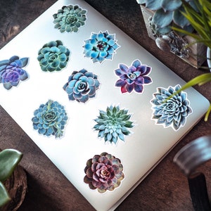 May include: A set of 10 succulent plant stickers in various shades of blue, green, and purple. The stickers are arranged on a silver laptop.