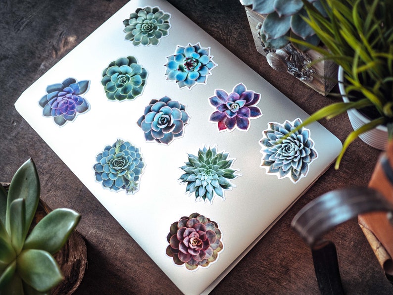 May include: A set of 10 succulent plant stickers in various shades of blue, green, and purple. The stickers are arranged on a silver laptop.
