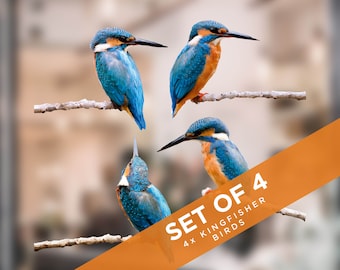 Kingfisher-raamstickers: antibotsingsvogels, set van 4