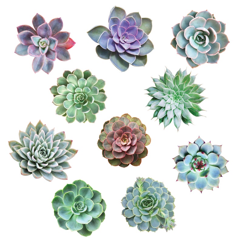 May include: A collection of 10 different succulent plants in various shades of green, blue, and purple. The succulents are arranged in a circle on a white background.