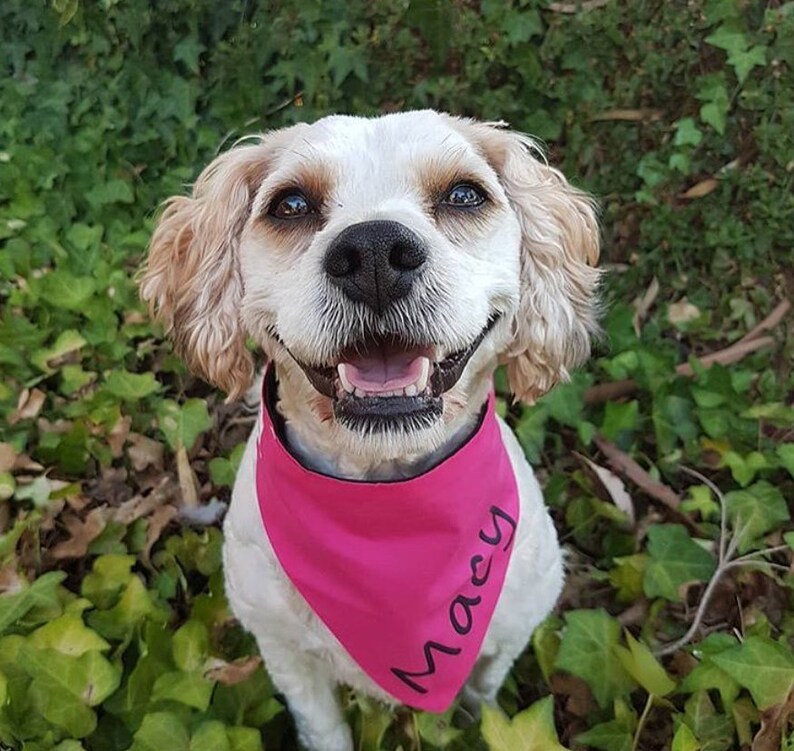 21 Cutest Dog Bandanas for Australian Dogs (Because Naked Necks Are Out)