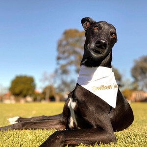 Custom solid colour dog bandana image 8