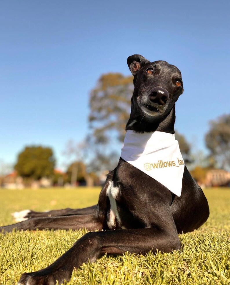 Custom solid colour dog bandana image 8