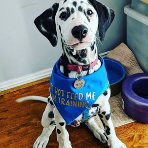 Custom solid colour dog bandana image 7