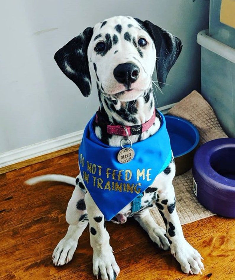 Custom solid colour dog bandana image 7