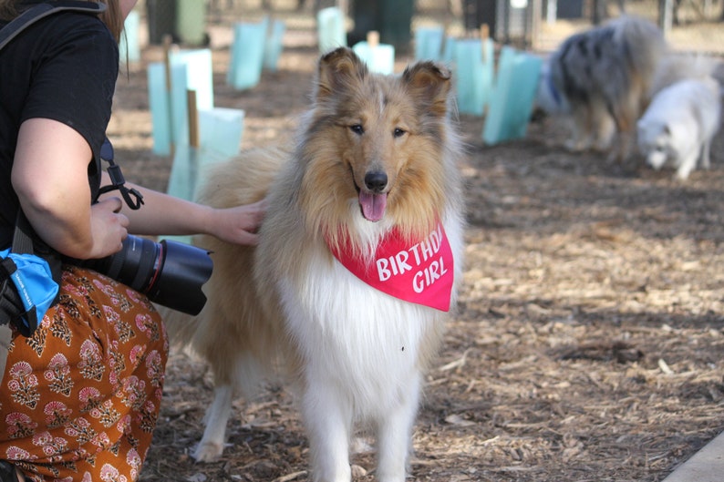 Custom solid colour dog bandana image 6