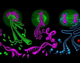 Mitotic Structures - Science Art Print on Paper, Canvas, Acrylic (Molecular Biology, Microscopy, Mitosis, DNA, STEM, Gift, Teacher, PhD)