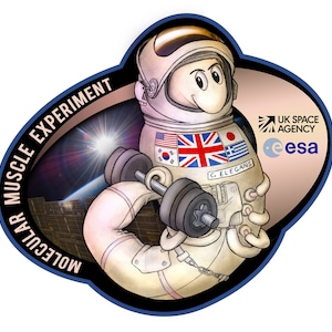 May include: A cartoon astronaut lifting weights, part of a Molecular Muscle Experiment patch. The astronaut's suit features flags from the UK, South Korea, Japan, and Greece. The patch includes the text "MOLECULAR MUSCLE EXPERIMENT" and logos for UK Space Agency and ESA.