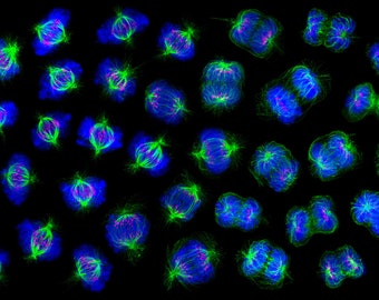 Cell Division - Science Art Print on Paper, Canvas, Acrylic (Molecular Biology, Microscopy, Mitosis, Spindle, DNA, STEM, Gift, Teacher, PhD)