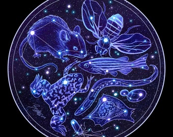 Model Organism Star Map - Science Art Print on Paper, Canvas, Acrylic (Drosophila, Mouse, C. elegans, Zebrafish, Yeast, Xenopus, STEM, PhD)