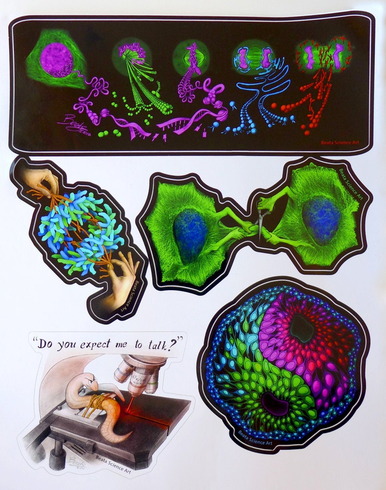 Science Art Stickers Set de 5 Biologie moléculaire, Dessins, Mitose, C elegans, Neurobiologie, STEM, Enseignant, Cadeau, Doctorat, Diplôme image 1