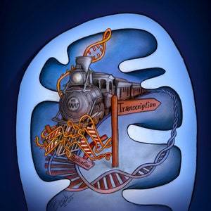 May include: A colorful illustration of a train engine traveling along a track made of DNA. The train is labeled "mt RNAP" and is moving towards a sign that reads "Transcription". The track is also labeled "Replication".