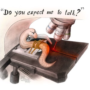 May include: A cartoon illustration of a worm tied down on a microscope stage with the text "Do you expect me to talk?" above it.