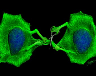 The Final Cut - Science Art Print on Paper, Canvas, Acrylic (Molecular Biology, Cytokinesis, Abscission, ESCRT, Mitosis, DNA, Gift, PhD)